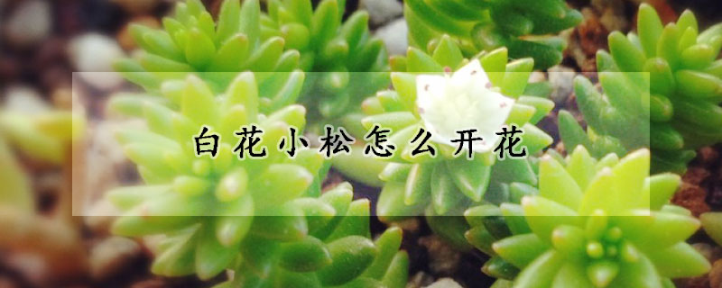 白花小松怎么開花