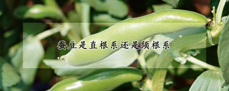 蠶豆是直根系還是須根系