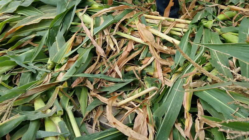 青儲玉米秸稈飼料的制作方法