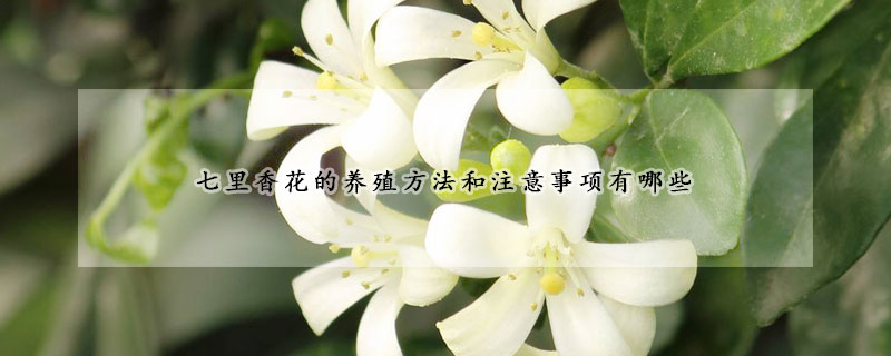 七里香花的養(yǎng)殖方法和注意事項有哪些