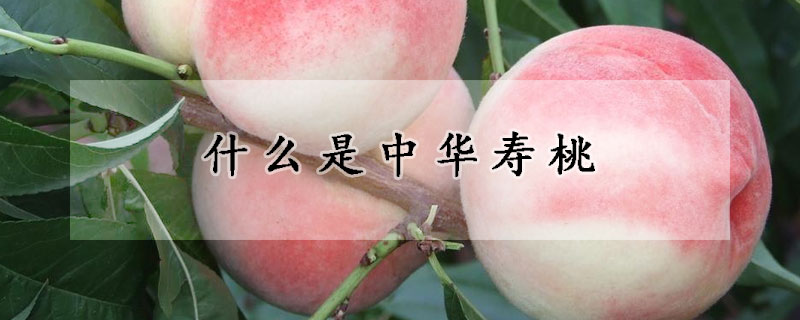 什么是中華壽桃