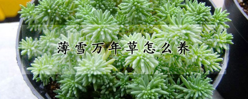 薄雪萬(wàn)年草怎么養(yǎng)