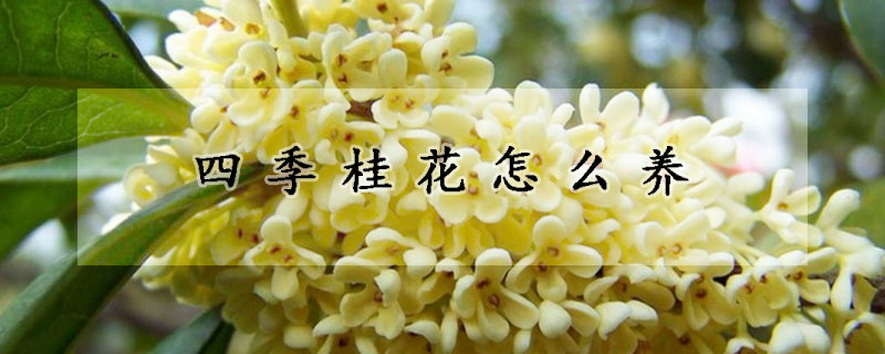 四季桂花怎么養