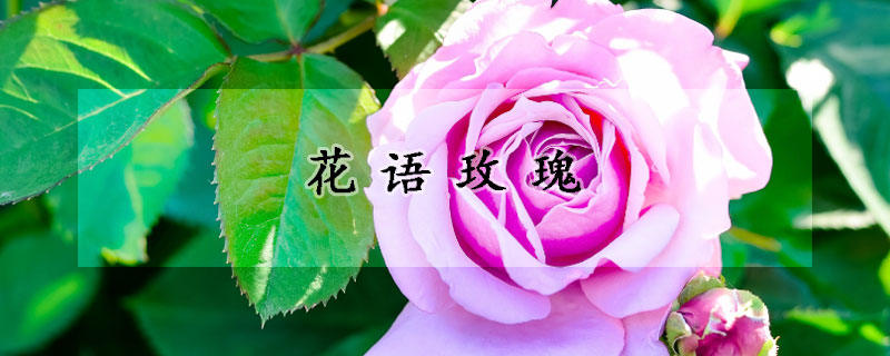 花語玫瑰