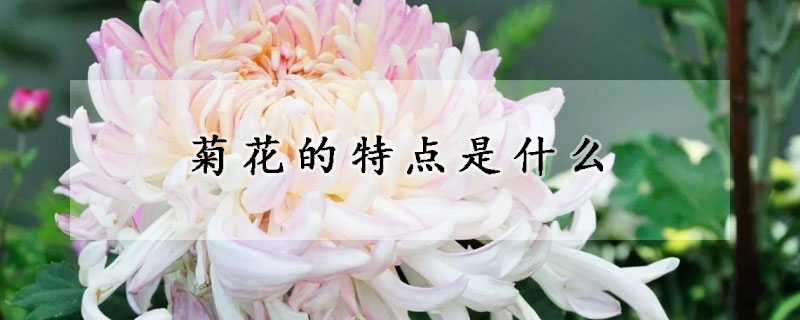 菊花的特點(diǎn)是什么