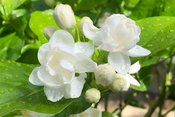 家里養茉莉對風水好嗎 茉莉的擺放位置