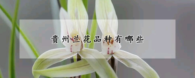 貴州蘭花品種有哪些