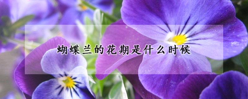 蝴蝶蘭的花期是什么時候