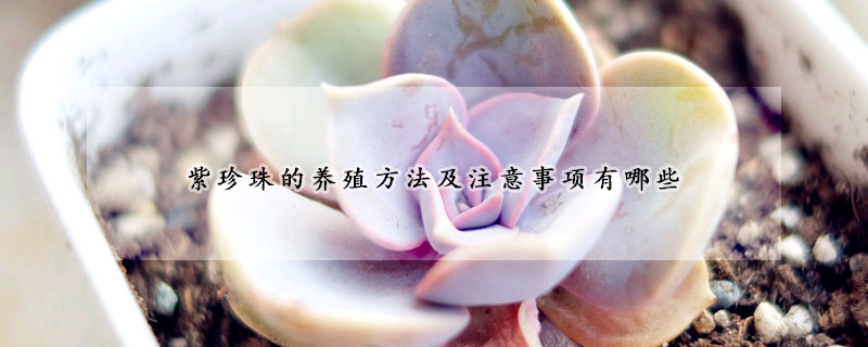 紫珍珠的養(yǎng)殖方法及注意事項(xiàng)有哪些