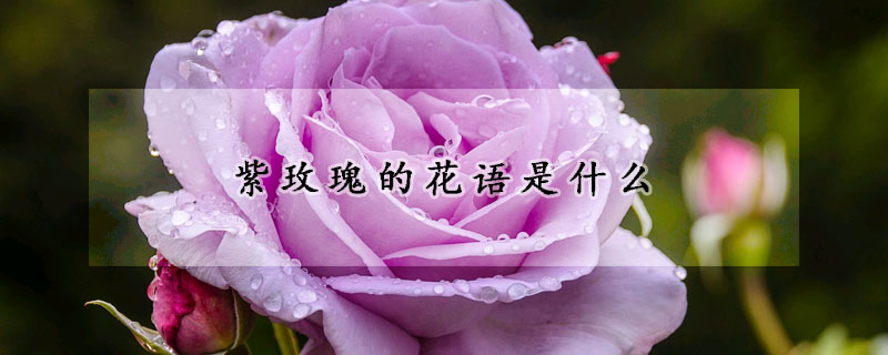 紫玫瑰的花語是什么