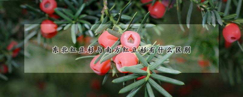 東北紅豆杉與南方紅豆杉有什么區別