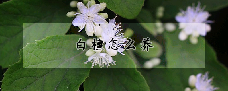 白檀怎么養(yǎng)