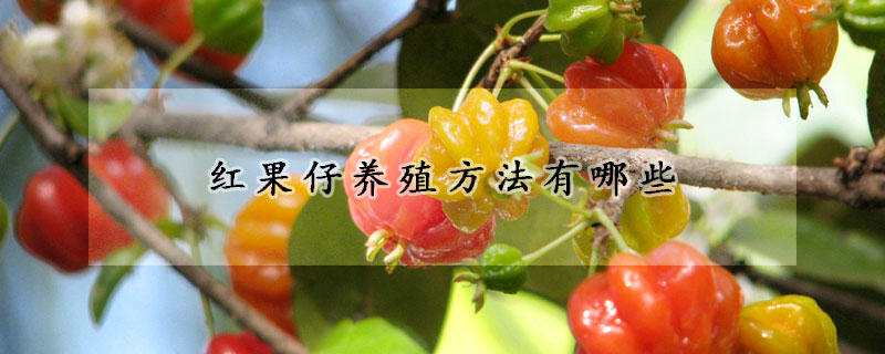 紅果仔養(yǎng)殖方法有哪些