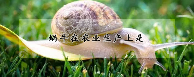 蝸牛在農(nóng)業(yè)生產(chǎn)上是