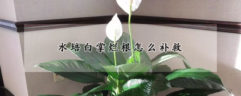 水培白掌爛根怎么補(bǔ)救