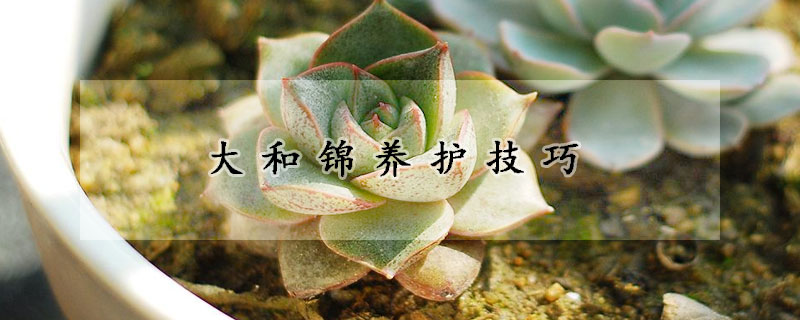 大和錦養(yǎng)護技巧