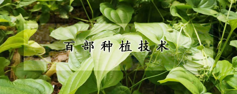 百部種植技術