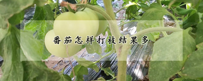 番茄怎樣打枝結果多