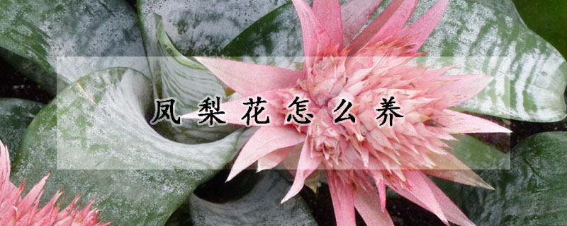 鳳梨花怎么養(yǎng)