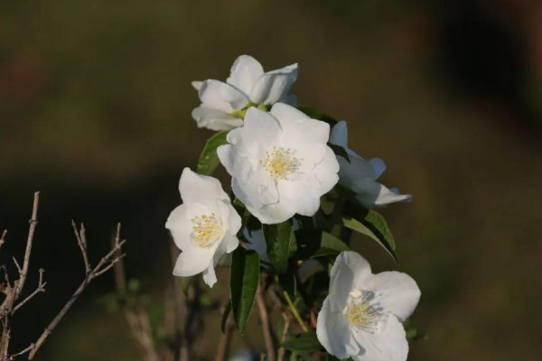 花語是遺憾錯過的花