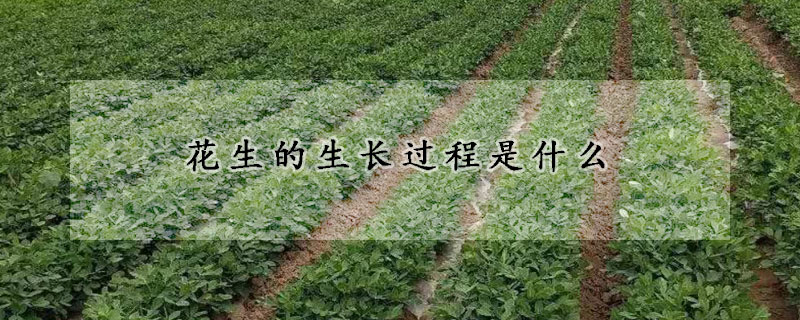 花生的生長(zhǎng)過程是什么