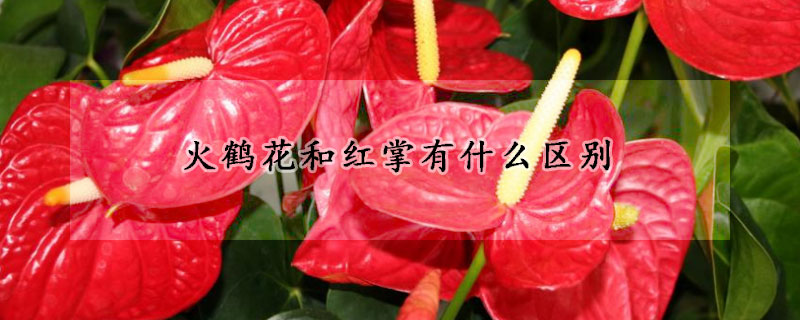 火鶴花和紅掌有什么區(qū)別