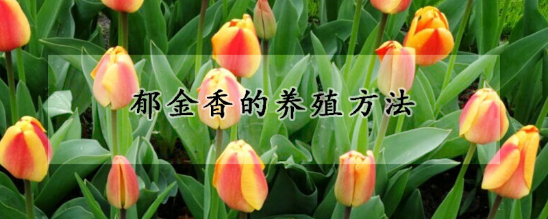 郁金香的養(yǎng)殖方法