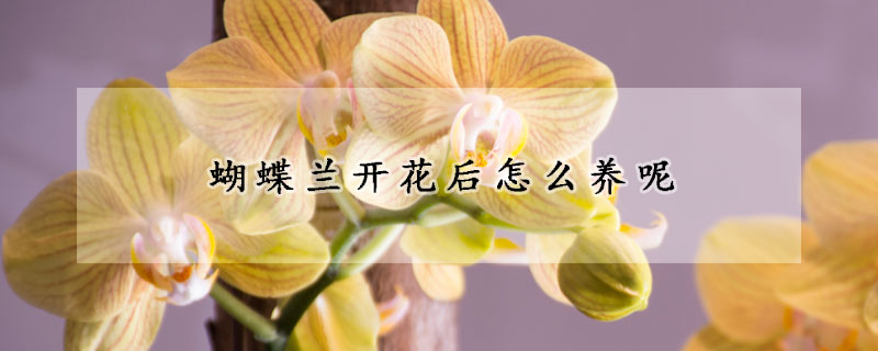 蝴蝶蘭開花后怎么養呢