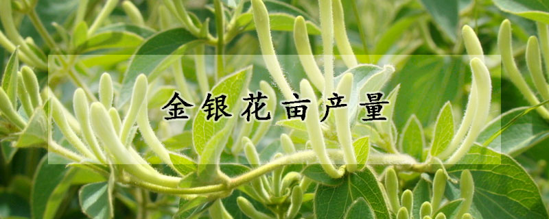 金銀花畝產(chǎn)量