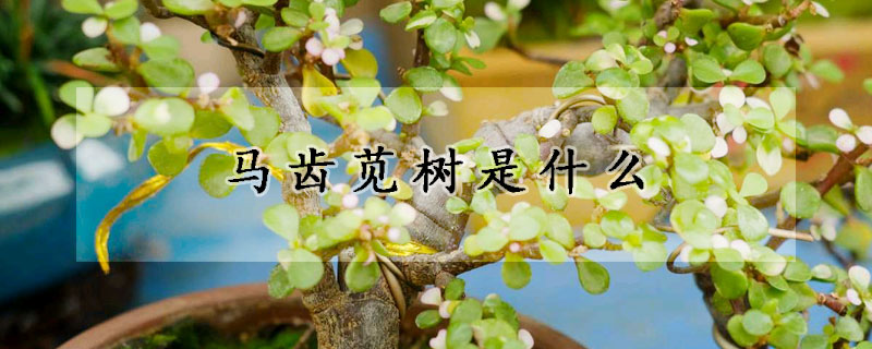 馬齒莧樹是什么