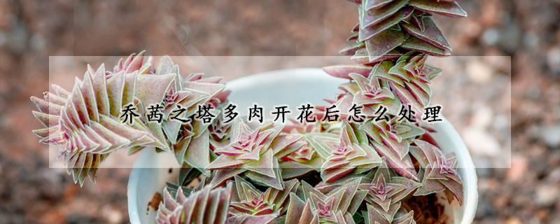 茜之塔多肉開花后怎么處理