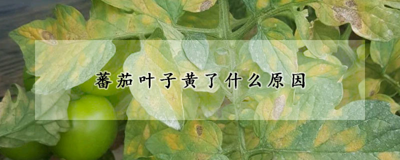 蕃茄葉子黃了什么原因