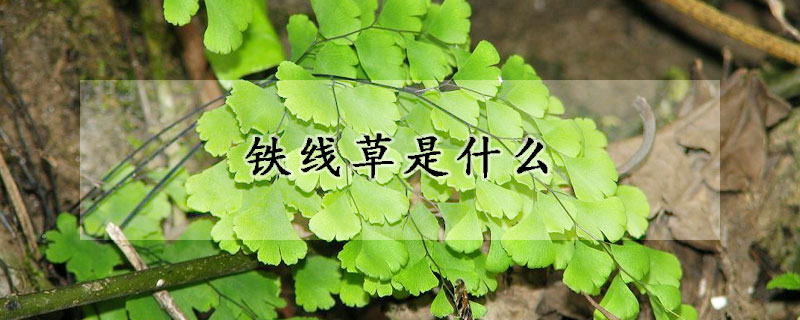 鐵線草是什么