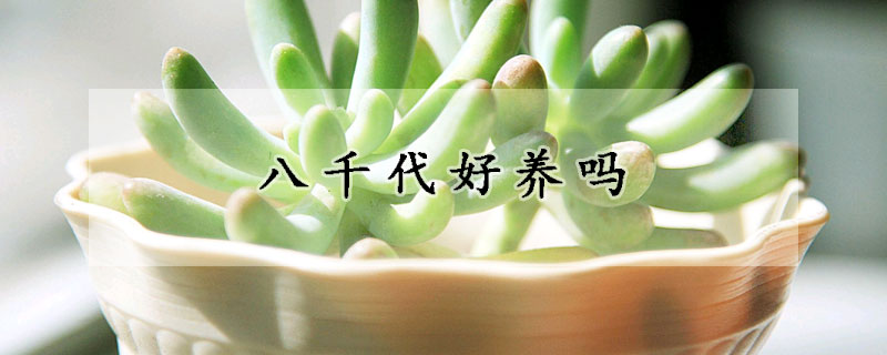 八千代好養(yǎng)嗎