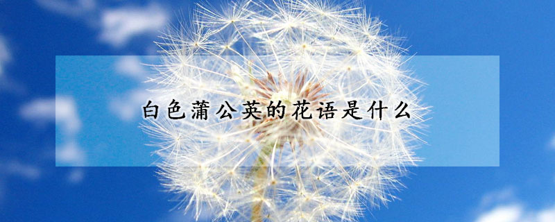 白色蒲公英的花語是什么