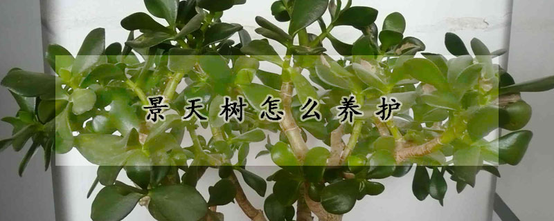 景天樹(shù)怎么養(yǎng)護(hù)