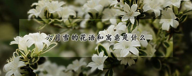 六月雪的花語和寓意是什么