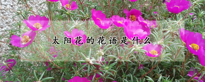 太陽花的花語是什么