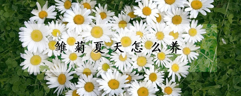 雛菊夏天怎么養(yǎng)