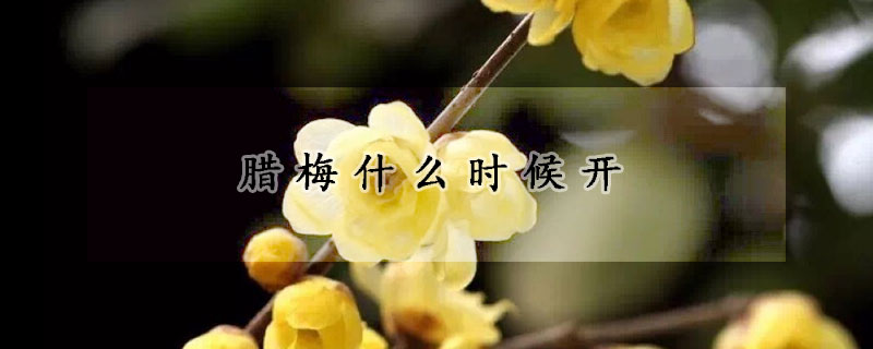 臘梅什么時候開