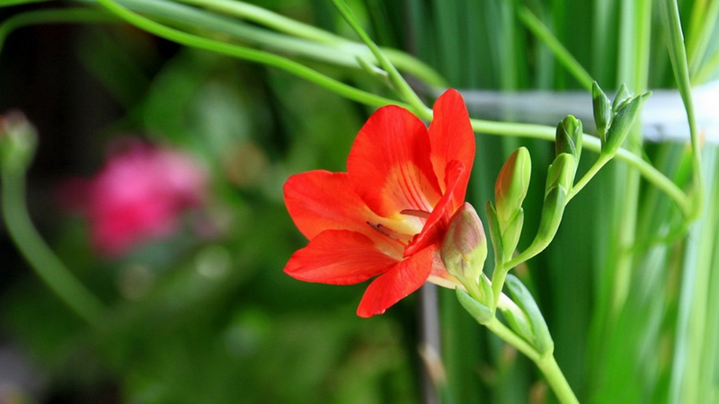 給姐姐送花送什么花合適