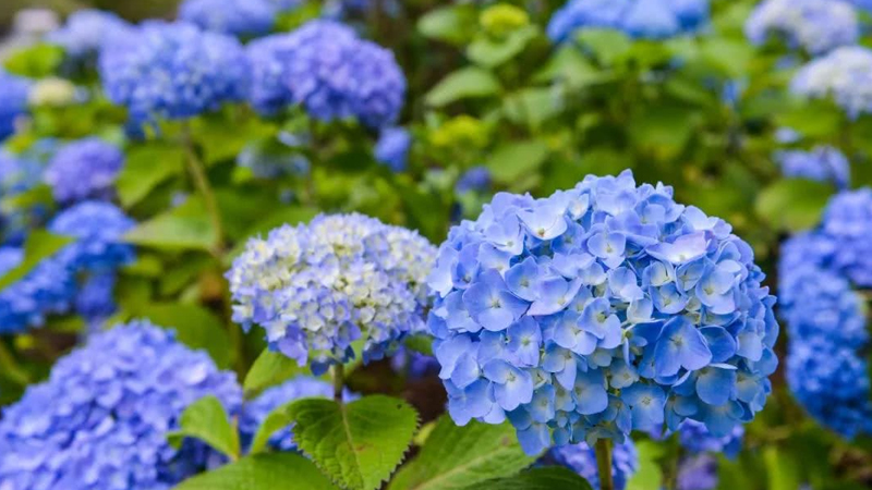 無盡夏繡球花的花語