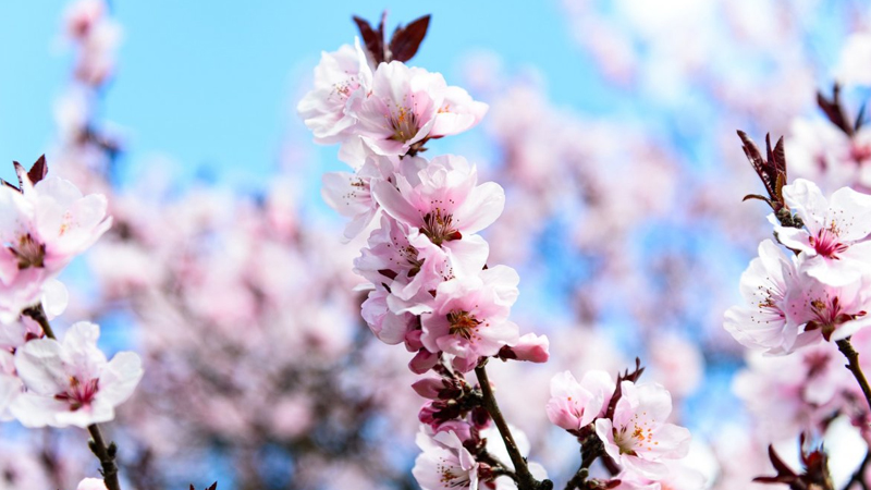 藍(lán)色櫻花的花語