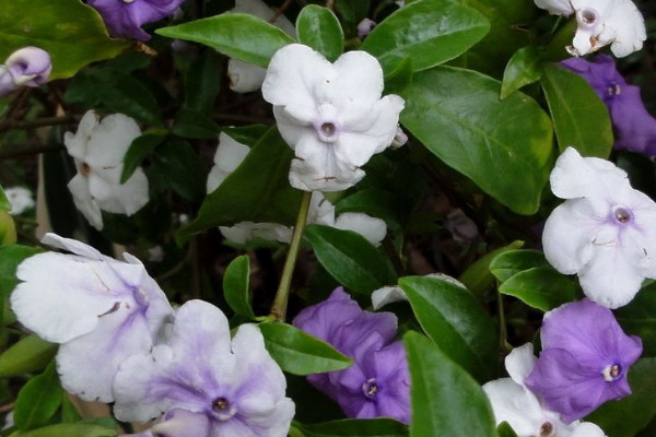 茉莉花花語(yǔ)和寓意是什么