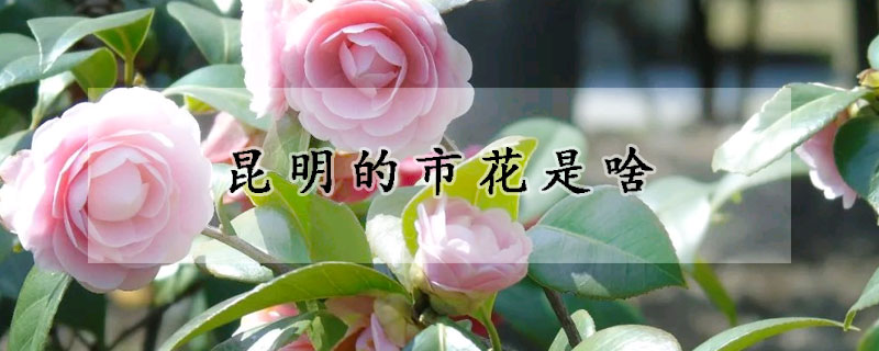 昆明的市花是啥