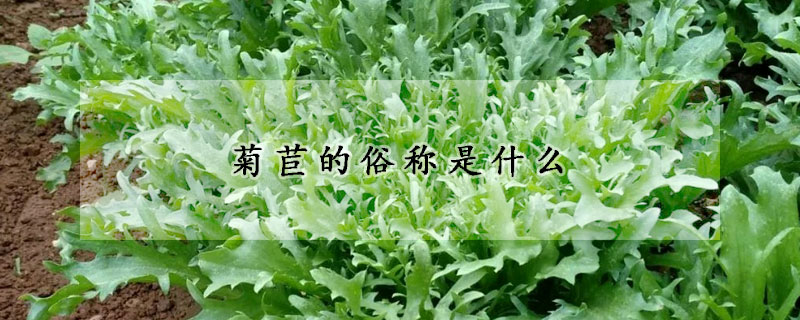 菊苣的俗稱是什么