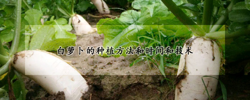 白蘿卜的種植方法和時間和技術