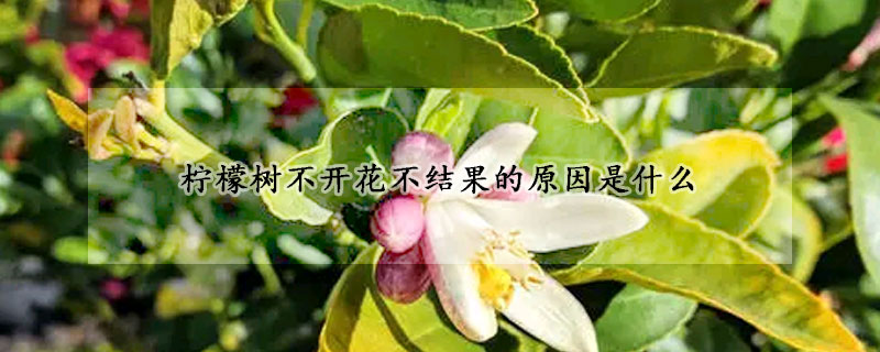 檸檬樹不開花不結果的原因是什么