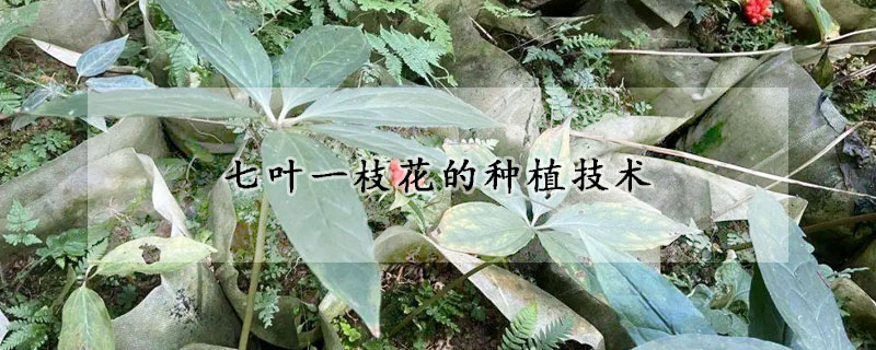 七葉一枝花的種植技術(shù)