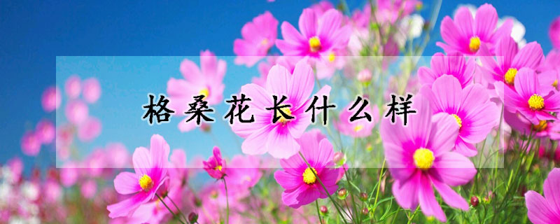 格桑花長什么樣